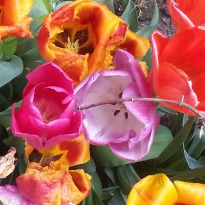 tulp van training coachen Amsterdam