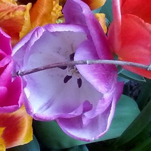 tulp van training coachen Amsterdam