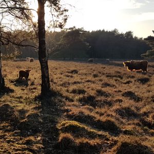 drenthe hooglander kalfje (2)