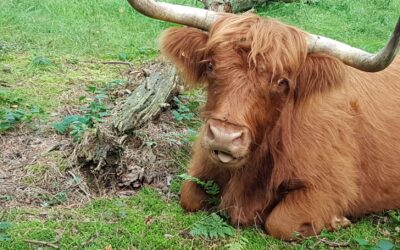 Op de Drentse heide gebeurt het!