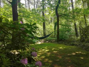 huisje Drenthe hangmat in tuin